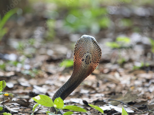 Bild auf Leinwand Naja kaouthia or monocled cobra deadly serpent living on a dry leaf in the fores