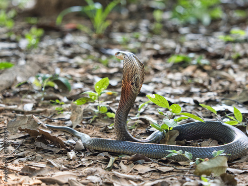 Canvastavla Naja kaouthia or monocled cobra deadly serpent living on a dry leaf in the fores