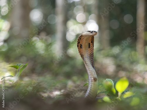 Konstfotografi Naja kaouthia or monocled cobra deadly serpent living on a dry leaf in the fores