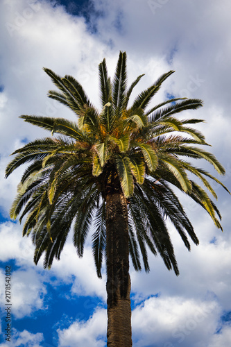 View Of Palm Tree Against Blue Sky With Clouds