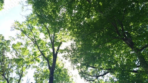 太陽と夏の樹木