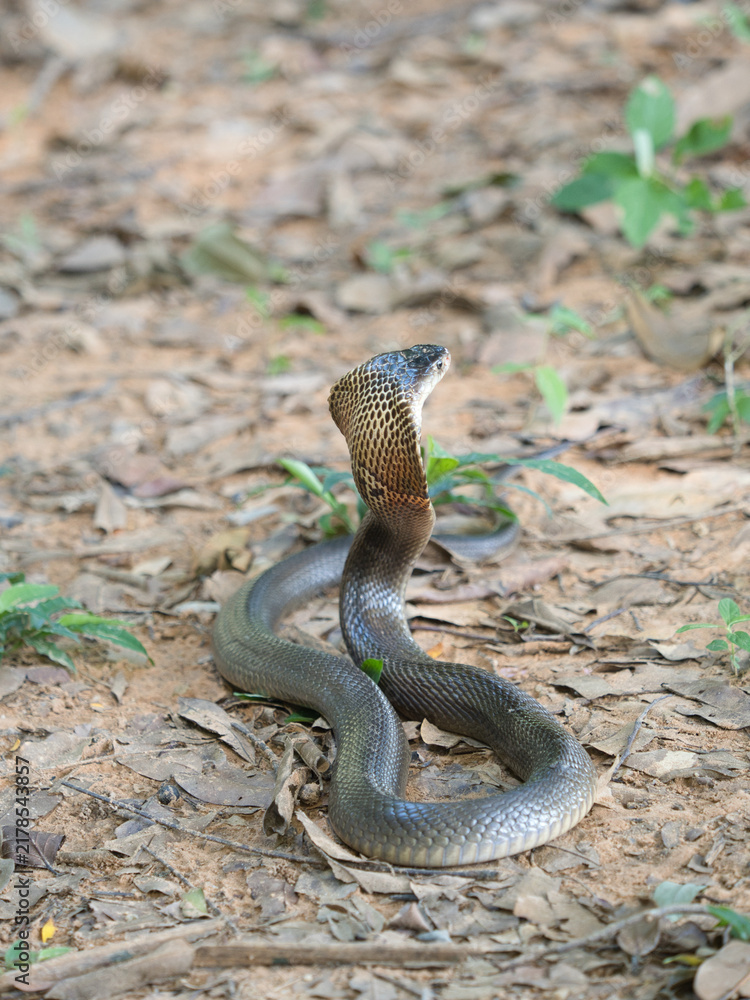 Obraz premium Naja kaouthia or monocled cobra deadly serpent living on a dry leaf in the forestin nature