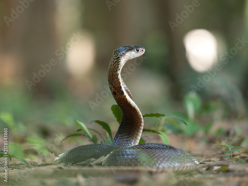 Konstfotografi Naja kaouthia or monocled cobra deadly serpent living on a dry leaf in the fores