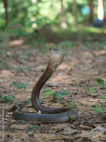 Fotografie Naja kaouthia or monocled cobra deadly serpent living on a dry leaf in the fores