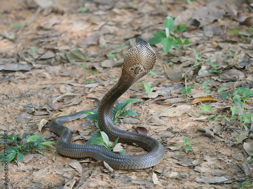 Quadro su tela Naja kaouthia or monocled cobra deadly serpent living on a dry leaf in the fores