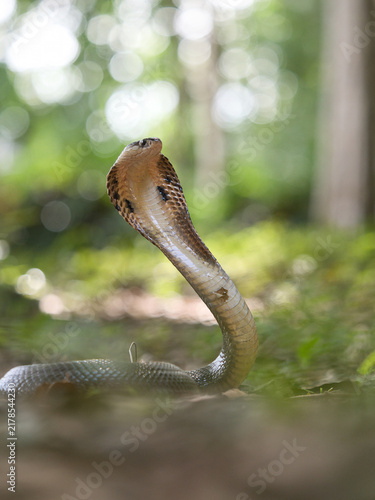 фотографія Naja kaouthia or monocled cobra deadly serpent living on a dry leaf in the fores