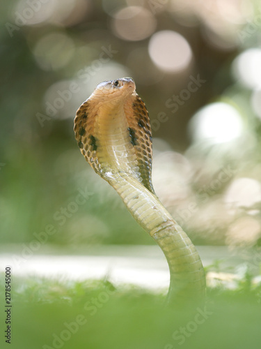 Принти на полотні Naja kaouthia or monocled cobra deadly serpent living on a dry leaf in the fores