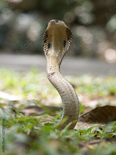 Canvastavla Naja kaouthia or monocled cobra deadly serpent living on a dry leaf in the fores