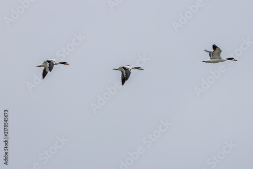 Sticker Common shelducks in flight