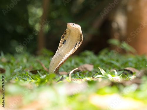 Obraz na plátně Naja kaouthia or monocled cobra deadly serpent living on a dry leaf in the fores