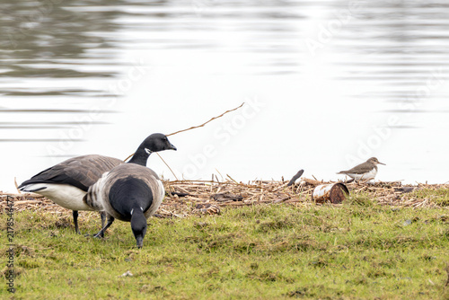 Photography Brent geese and a common sandpiper by the shore