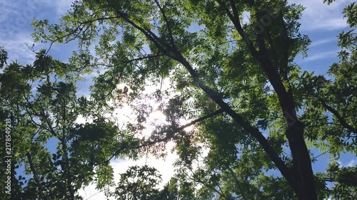 太陽と夏の樹木