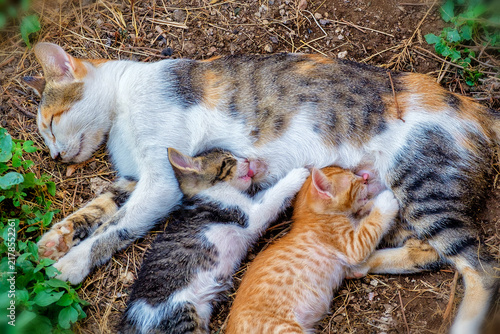 Katzenjunge werden gesäugt. 26020.jpg