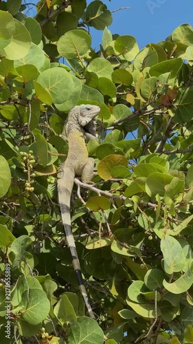 Green iguana perching on tropical seagrape tree branches dense green foliage bright sunny day lizard long tail wildlife view tropical nature environment concept