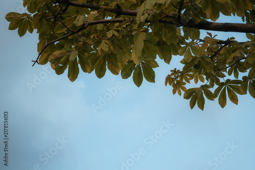 Obraz na płótnie Green Leaves Against Sky
