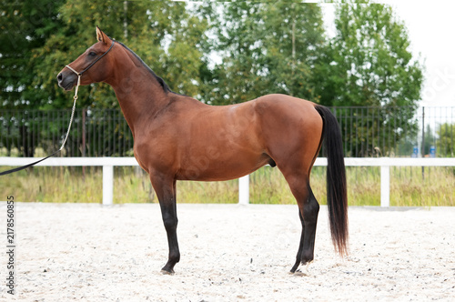 Canvastavla beautiful young bay stallion of sportive TRakehner breed posing at outdoor manege at cloudy day