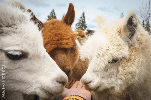 Canvastavla Alpacas sniff and eat from a human hand outdoors, ideal for animal interaction t