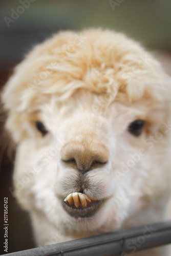 Obraz na plátne White alpaca shows crooked teeth in a funny close portrait, ideal for humorous a