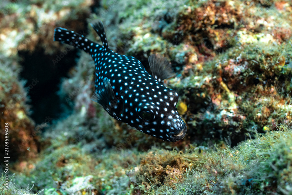 Fototapeta premium Spotted boxfish swimming near coral at Socorro Island in Mexico