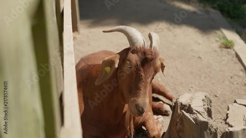A child's hand strokes a brown goat
