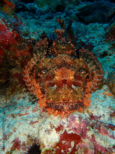 Fotografie Weedy Scorpionfish Camouflaged on Tropical Reef