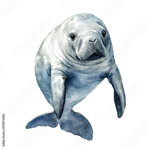 Manatee, realistic watercolor artwork on white background