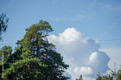 Photography clouds and trees, nacka,sverige,sweden,stockholm,summer