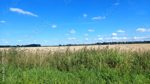 Photography Wide angle view of ripe wheat field under flawless blue sky