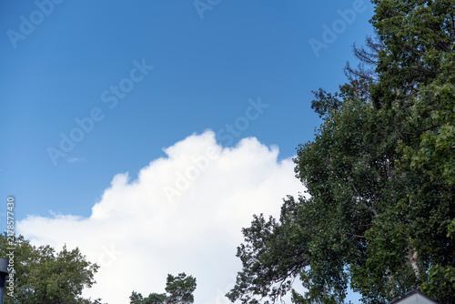 Canvas Print sky and trees, nacka,sverige,sweden,stockholm,summer