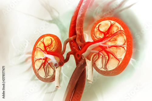 Human kidney cross section. 3d illustration