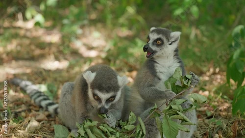 Lemurs and human hands, children give the animals dry leaves closeup slow motion