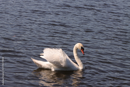 Foto Graceful white swan with raised wings swims on clear water
