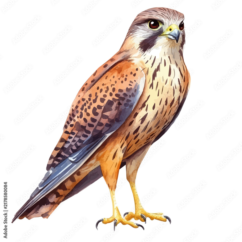 Fototapeta premium Kestrel, isolated watercolor element on white background