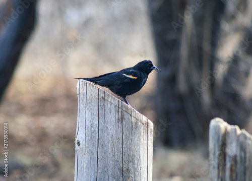 Male Red-winged Blackbird Perched on a Weathered Wooden Fence