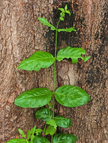 green leaf in green park
