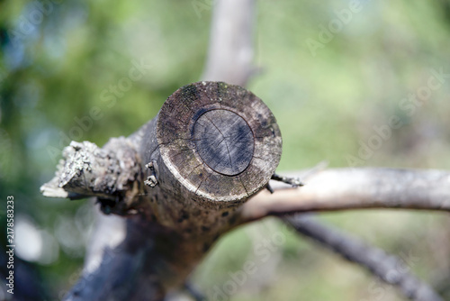 Canvas Print tree closeupin a tree, nacka,sverige,sweden,stockholm,summer