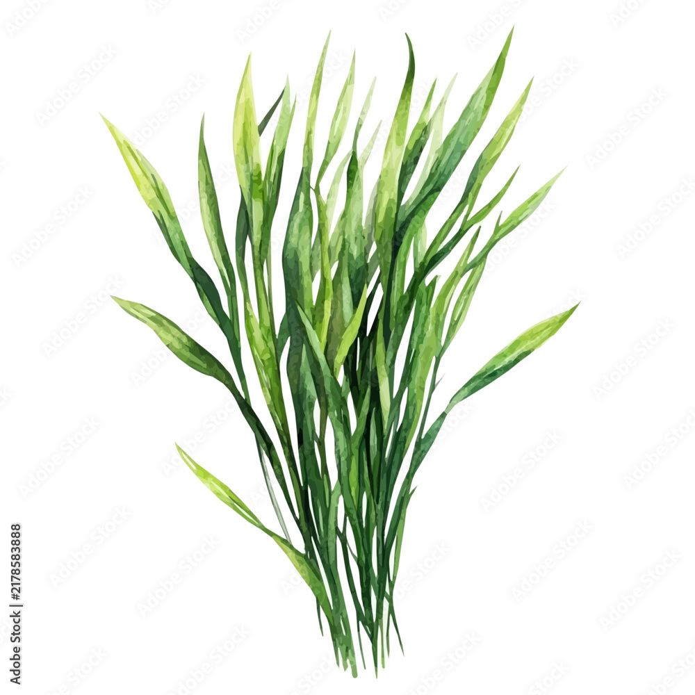 Fototapeta premium Wheatgrass, watercolor design element isolated on white background