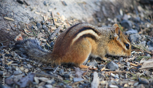 Eastern Chipmunk Foraging for Seeds on the Forest Floor