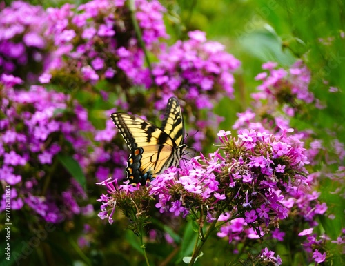 butterfly on flower