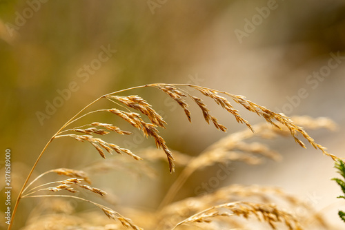 Fotografie Golden wheat stalks sway gently in the warm sunlight of late summer, background,