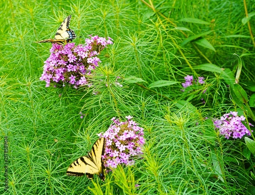 flowers and butterfly