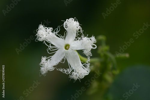 Foto ヘビウリの花