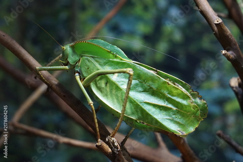 Close up of a green Siliquofera grandis (hooded katydid) climbing a branch on a tree in the jungle of New Guinea