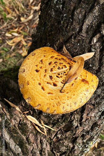 Close up of a golden Pholiota aurivella mushroom growing on a tree trunk with dry autumn leaves in a forest. Macro view of wild bright yellow bracket fungus on dark bark background.