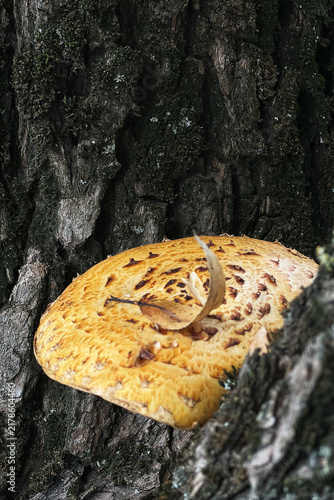 Wild golden Pholiota aurivella mushroom growing on a dark tree trunk in a forest. Close up view of bright yellow bracket fungus with dry autumn leaf on a textured bark background. Copy space.