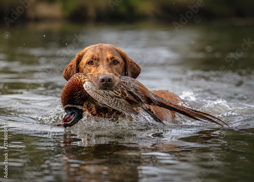Obraz na płótnie Fox Red Labrador Retrieving a Pheasant from Water