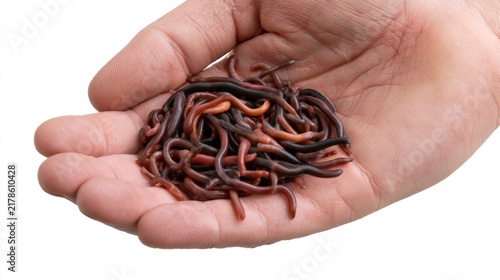 Person Holding a Handful of Earthworms Isolated on White Background