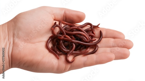 A handful of live red earthworms held in a human palm, isolated on a white background