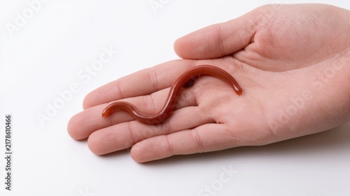 Earthworm Crawling on a Person's Palm Isolated on White Background