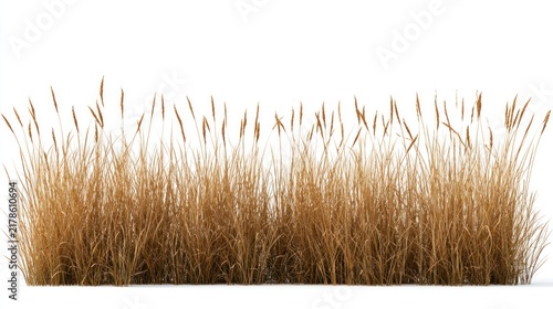 Dry ornamental grass patch isolated on white background for architectural visualization